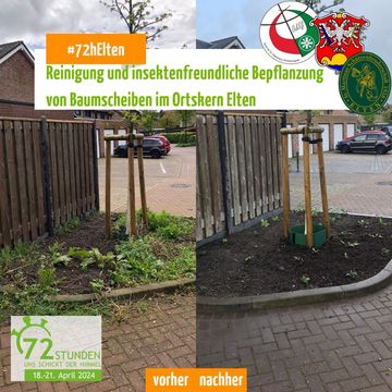 Säuberung und Insektenfreundliche Bepflanzung einer Baumscheibe mit Vergleich vorher/nachher